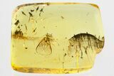 Detailed Fossil Winged Female Aphid Giving Birth in Baltic Amber #362663-2